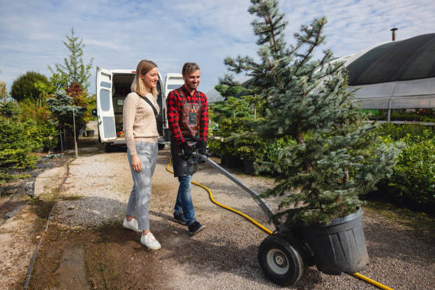 The Steps Involved in Our Tree Care Process in Russell, PA